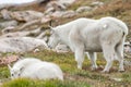 White Big Horn Sheep - Rocky Mountain Goat Royalty Free Stock Photo