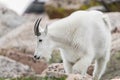 White Big Horn Sheep - Rocky Mountain Goat Royalty Free Stock Photo