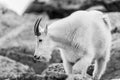 White Big Horn Sheep - Rocky Mountain Goat Royalty Free Stock Photo