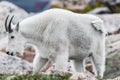 White Big Horn Sheep - Rocky Mountain Goat Royalty Free Stock Photo