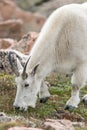 White Big Horn Sheep - Rocky Mountain Goat Royalty Free Stock Photo