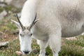 White Big Horn Sheep - Rocky Mountain Goat Royalty Free Stock Photo