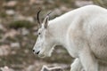 White Big Horn Sheep - Rocky Mountain Goat Royalty Free Stock Photo