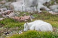 White Big Horn Sheep - Rocky Mountain Goat Royalty Free Stock Photo