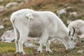 White Big Horn Sheep - Rocky Mountain Goat Royalty Free Stock Photo