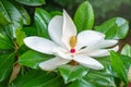 White big Magnolia flower in the green leaves background Royalty Free Stock Photo