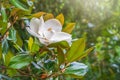 White big Magnolia flower in the green leaves background Royalty Free Stock Photo