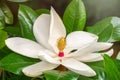 White big Magnolia flower in the green leaves background Royalty Free Stock Photo