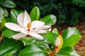 White big Magnolia flower in the green leaves background Royalty Free Stock Photo