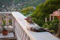 White big male cat on the balcony in Taganga, Colombia