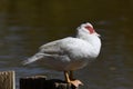 Muscovy duck on pole in the sun