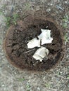 the white big mushroom on the dead tree trunk Royalty Free Stock Photo