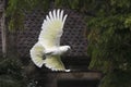 White big parrot flying at the jungle Royalty Free Stock Photo