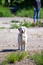 White big shaggy dog Royalty Free Stock Photo