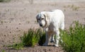 White big shaggy dog on the Royalty Free Stock Photo