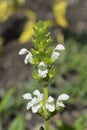 White bigflower selfheal