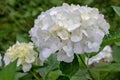 White bigleaf hydrangea inflorescence. Hydrangea macrophylla. Hortensia Flower Royalty Free Stock Photo