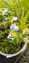 White Billygoat Weed - Agara or Hulantala