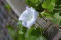 White Bind Weed Flower in bloom
