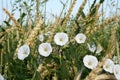 White bindweed