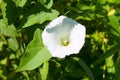 White bindweed on meadow