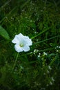 White bindweed Royalty Free Stock Photo