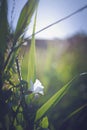 White Bindweed Flower, Bright Sunlight