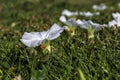 White Bindweed flowers close-up among green grass