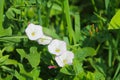 White bindweed Royalty Free Stock Photo
