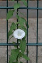 a white bindweed wraps itself around a green fence