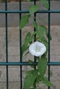 a white bindweed wraps itself around a green fence