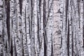 White Birch Royalty Free Stock Photo