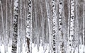 White Birch Royalty Free Stock Photo
