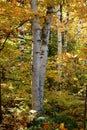 White Birch During Autumn