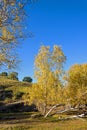 White Birch in the autumn