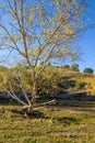 White Birch in the autumn