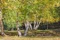 White Birch in the autumn