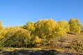 White Birch in the autumn