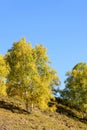 White Birch in the autumn