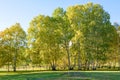 White Birch in the autumn Royalty Free Stock Photo