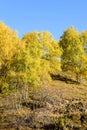 White Birch in the autumn