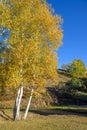 White Birch in the autumn