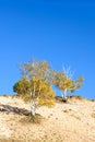 White Birch in the autumn