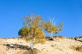 White Birch in the autumn