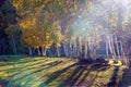 White Birch in the autumn Royalty Free Stock Photo