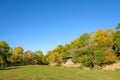 White Birch in the autumn Royalty Free Stock Photo