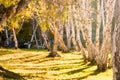 White Birch in the autumn Royalty Free Stock Photo