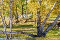 White Birch in the autumn Royalty Free Stock Photo