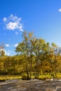 The White Birch autumn scenery Royalty Free Stock Photo