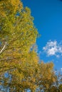 The White Birch autumn scenery Royalty Free Stock Photo